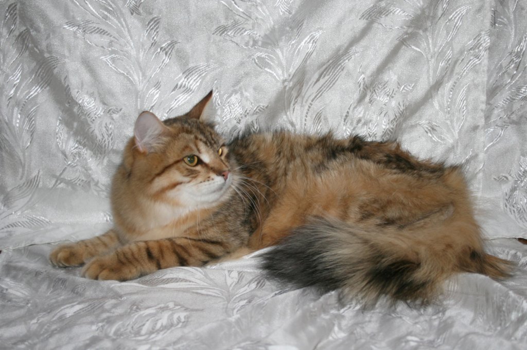 ruufus7kuukautta1262011showe.jpg