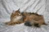 ruufus7kuukautta1262011showe_small.jpg