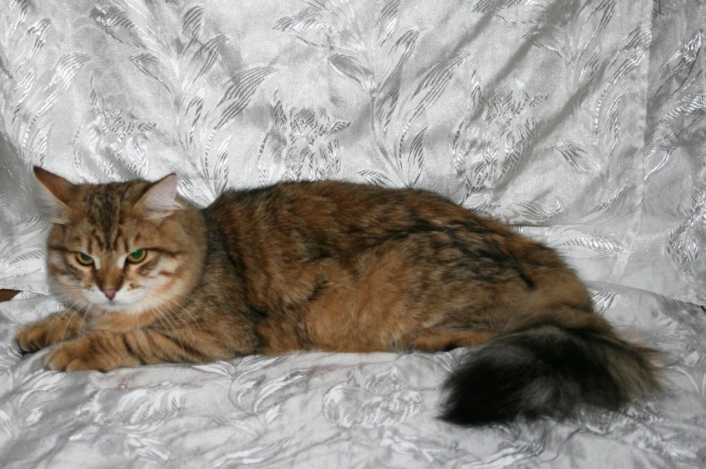 ruufus7kuukautta1262011showf.jpg