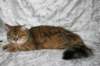 ruufus7kuukautta1262011showf_small.jpg