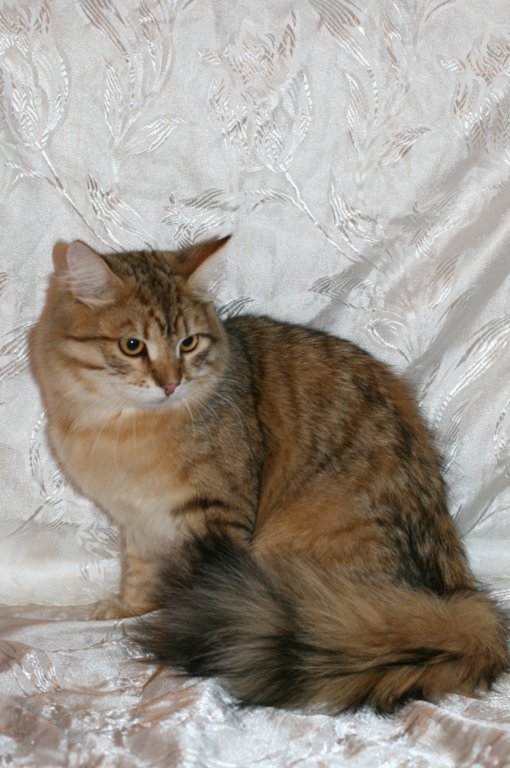 ruufus7kuukautta1262011showg.jpg