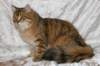 ruufus7kuukautta1262011showh_small.jpg