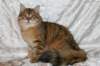 ruufus7kuukautta1262011showi_small.jpg