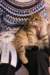 amurinruufusbiskitten36monthsinturkucatshowandmeretevuortenmaamereteintroducedthekitteninturkufinland17_small.jpg