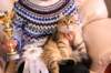 amurinruufusbiskitten36monthsinturkucatshowandmeretevuortenmaamereteintroducedthekitteninturkufinland18_small.jpg