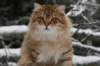 ruufus11_small.jpg