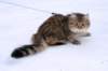 amurinsalome17_small.jpg