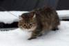 amurinsalome19_small.jpg