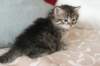 tobia22_small.jpg