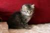tobia6_small.jpg