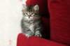 tobia9_small.jpg