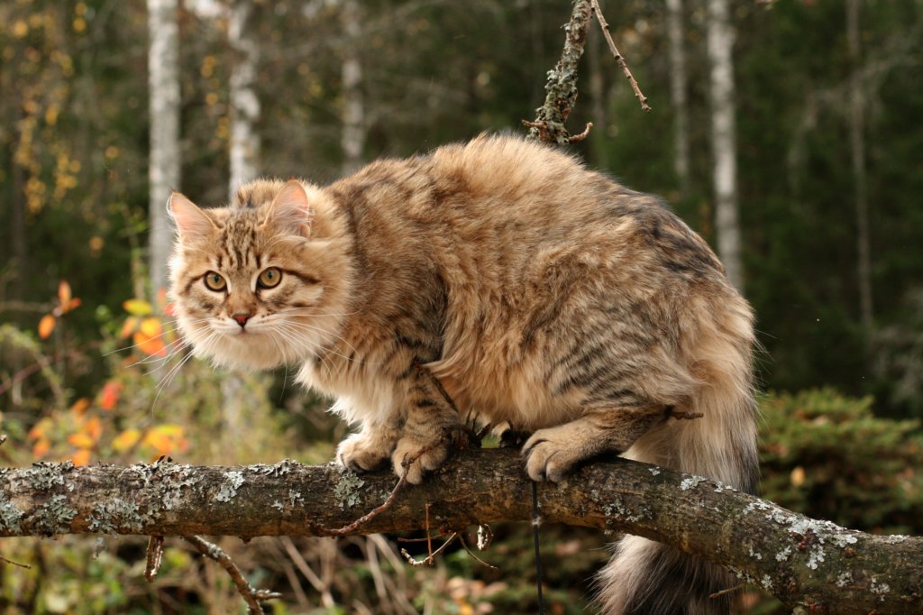 ussiapoikasynt1842011superihanaluonne6.jpg