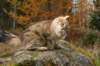 ussiapoikasynt1842011superihanaluonne63_small.jpg