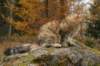 ussiapoikasynt1842011superihanaluonne66_small.jpg