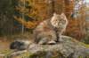 ussiapoikasynt1842011superihanaluonne68_small.jpg