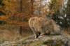ussiapoikasynt1842011superihanaluonne69_small.jpg