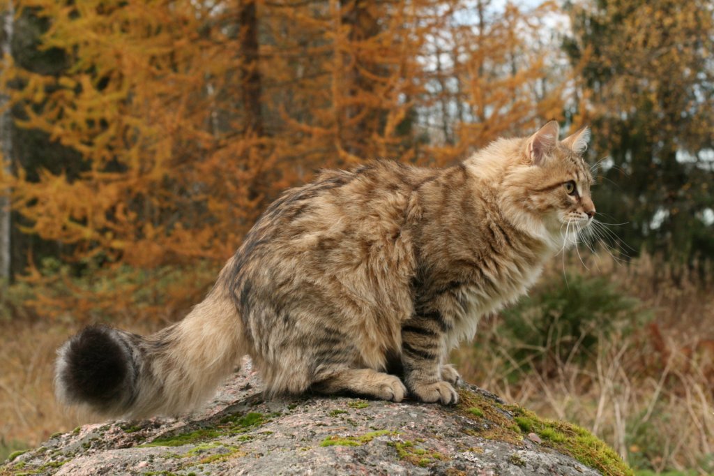 ussiapoikasynt1842011superihanaluonne73.jpg