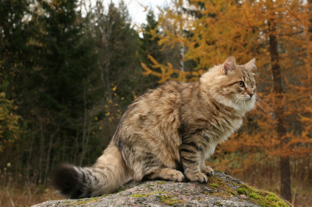 ussiapoikasynt1842011superihanaluonne75.jpg