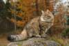 ussiapoikasynt1842011superihanaluonne78_small.jpg