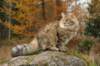 ussiapoikasynt1842011superihanaluonne79_small.jpg