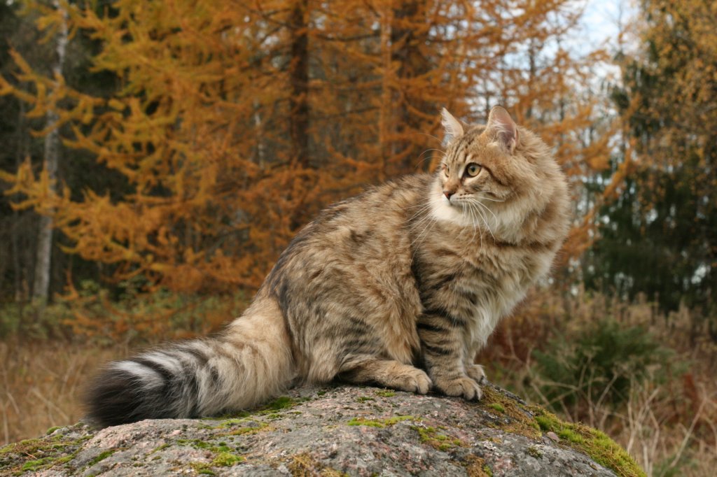 ussiapoikasynt1842011superihanaluonne84.jpg