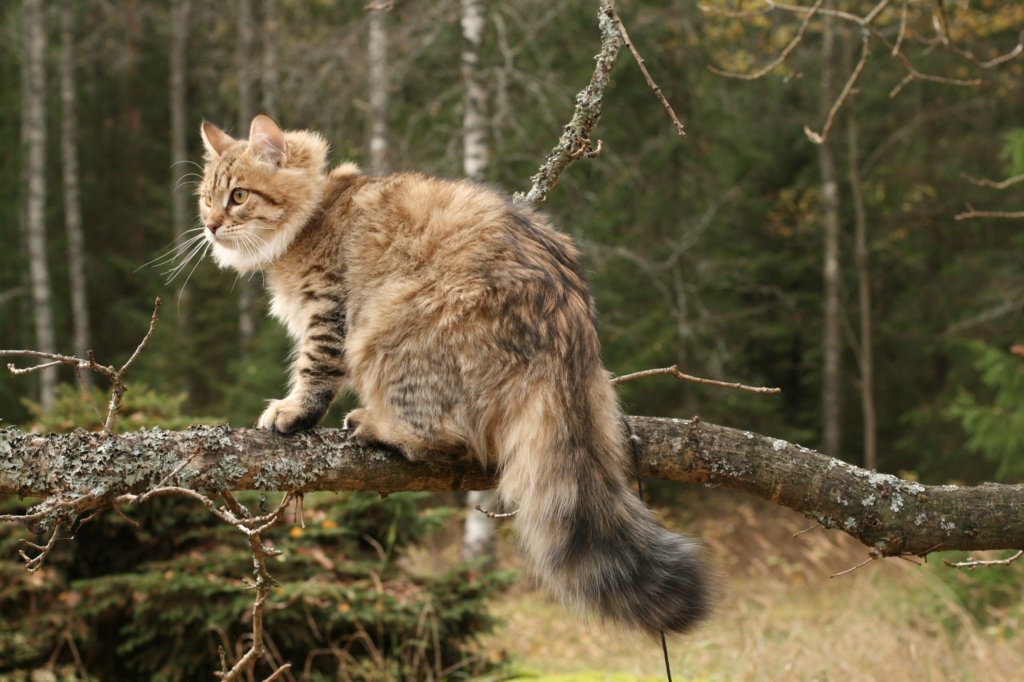 ussiapoikasynt1842011superihanaluonne9.jpg