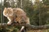 ussiapoikasynt1842011superihanaluonne_small.jpg