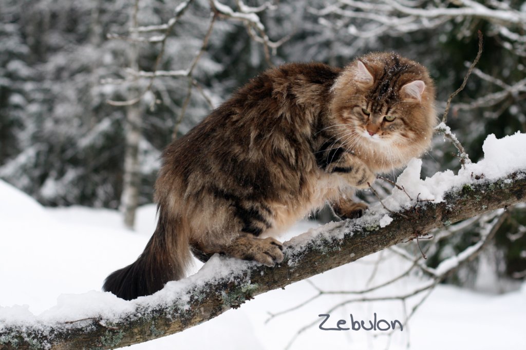 zebulon10.jpg