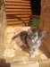 Photo Number 4