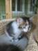 Photo Number 8