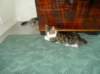 Photo Number 8