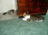 Photo Number 9