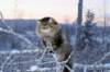 gicfinamuringideonthefatherofkittens_small.jpg