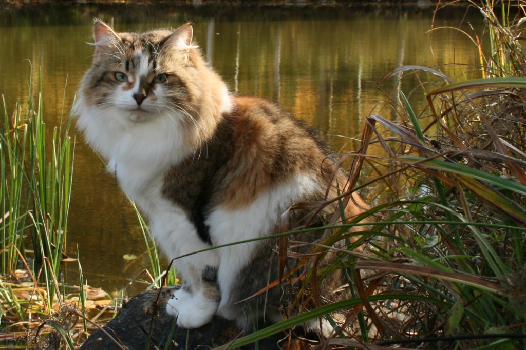 scfiamurinavilathemotherofkittens.jpg