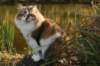 scfiamurinavilathemotherofkittens_small.jpg