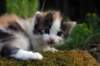 img_2646_small.jpg