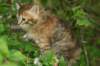 img_4121_small.jpg