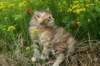 img_4135_small.jpg