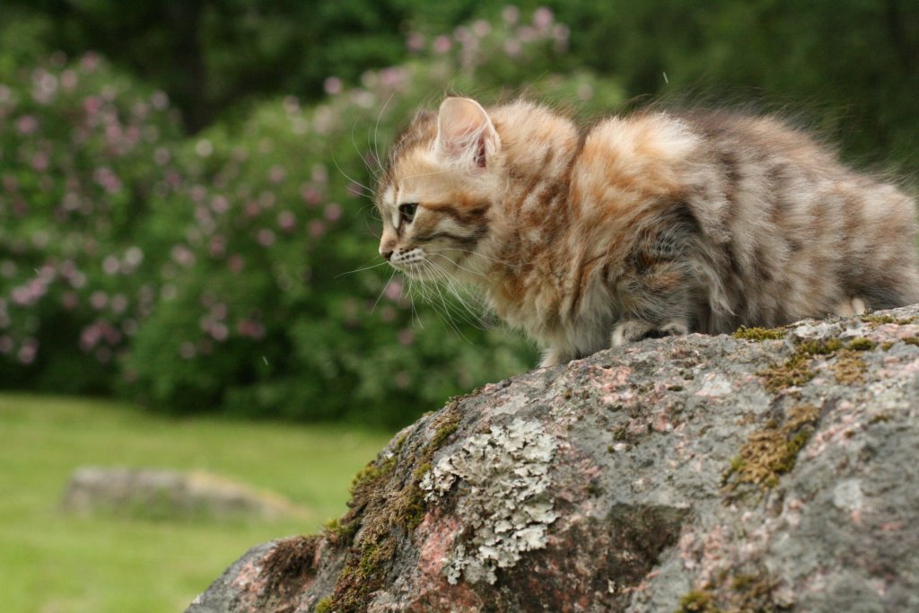 cassiaabout9weeks3062012.jpg