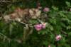 img_6134_small.jpg