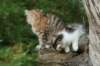 img_8083_small.jpg