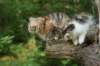 img_8087_small.jpg