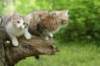 img_8241_small.jpg