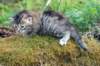 amurincassiathreeweeks2352012_small.jpg