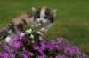 img_3390_small.jpg