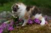 img_3392_small.jpg