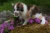 img_3393_small.jpg