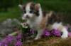 img_3394_small.jpg