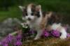 img_3395_small.jpg
