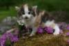 img_3397_small.jpg